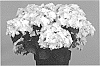 Hydrangea%20macrophylla%20%27Hort%2009-012-05%27