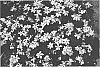 Gardenia%20jasminoides%20%27PIIGA-III%27
