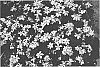 Gardenia%20jasminoides%20%27PIIGA-III%27