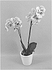 Phalaenopsis%20hybrid%20%27PHALFUXE%27