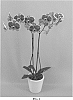 Phalaenopsis%20hybrid%20%27PHALFONXHE%27