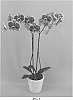 Phalaenopsis%20hybrid%20%27PHALFONXHE%27
