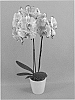 Phalaenopsis%20hybrid%20%27PHALDOPFO%27