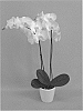 Phalaenopsis%20hybrid%20%27PHALFOUDI%27