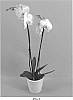 Phalaenopsis%20hybrid%20%27PHALVOCQ%27