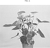 Anthurium%20andraeanum%20Linden%20ex%20Andre%20%27ARAANTPIN1%27