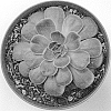 Echeveria%20agavoides%20x%20Echeveria%20elegans%20%27Green%20Delight%27