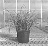 Miscanthus%20sinensis%20%27NCMS2B%27
