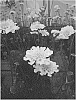 Scabiosa%20hybrid%20%27ICHWHIT%27