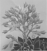 Sedum%20x%20Tacitus%20hybrida%20%27Spring%20Glow%27