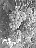 Vitis%20vinifera%20%27SV21-61-373%27