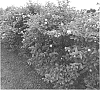 Cephalanthus%20occidentalis%20%27Bailoptics%27