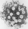 Lantana%20camara%20%27Duelanhavsunse%27