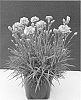 Dianthus%20caryophyllus%20%27WP15%20MOW08%27