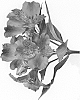 Alstroemeria%20hybrida%20%27Zanalsron%27