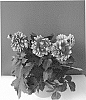 Dahlia%20hybrida%20%27BKDAMFPB%27