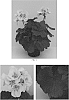 Pelargonium%20x%20hortorum%20%27Toscat0542%27