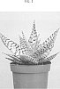 Aloe%20rauhii%20%27DEMI%27
