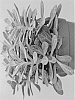 Senecio%20cephalophorus%20x%20Senecio%20fulgens%20%27SI%20SEN%201005%27