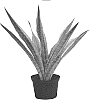 Sansevieria%20trifasciata%20%27Lauren%27
