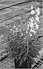 Angelonia%20hybrida%20%27Ansuwhi%27