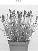 Lavandula%20angustifolia%20%27RUYLAA1701%27