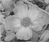 Portulaca%20umbraticola%20Kunth%20%27LAZPRT1612%27