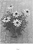 Rudbeckia%20hirta%20L.%20%27BullRudi%2001%27