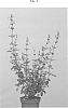 Salvia%20microphylla%20Kunth%20%27JEREMY%27