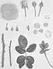 Rosa%20hybrida%20%27KORgeriora%27