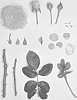Rosa%20hybrida%20%27KORgeriora%27