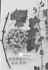 Vitis%20vinifera%20%27Sugrafiftyone%27