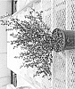 Berberis%20thunbergii%20x%20Berberis%20media%20%27NCBX1%27