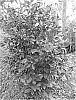 Camellia%20changii%20X%20Camellia%20japonica%20%27HA011%27