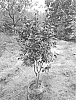 Camellia%20japonica%20X%20Camellia%20changii%20%27HA242%27