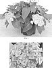 Hydrangea%20macrophylla%20%27ICH10162B%27