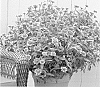 Zinnia%20marylandica%20X%20Zinnia%20haageana%20%27G13163%27