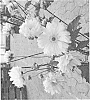 Anemone%20japonica%20%272015%207%20NFB%27