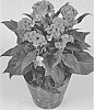 Celosia%20argentea%20%27TWISTED%20ORANGE%27
