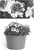 Verbena%20hybrida%20%27VEAZ0042%27