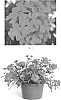 Verbena%20hybrida%20%27VEAZ0046%27