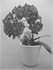 Phalaenopsis%20hybrid%20%27PHALDRAWEQ%27