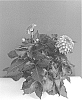 Dahlia%20hybrida%20%27BKDAMFOB%27