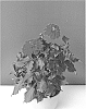 Dahlia%20hybrida%20%27BKDAMRD%27