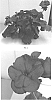 Pelargonium%20interspecific%20%27PEQZ0032%27