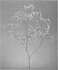 Gypsophila%20paniculata%20%27DGYPCOSMIC%27