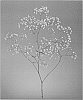 Gypsophila%20paniculata%20%27DGYPCOSMIC%27