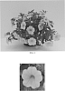 Calibrachoa%20x%20hybrida%20%27Balcal1004%27