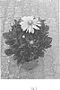 Rudbeckia%20hirta%20L.%20%27BullRudi%2003%27