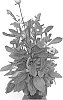 Rudbeckia%20hirta%20%27RRISU01-0%27